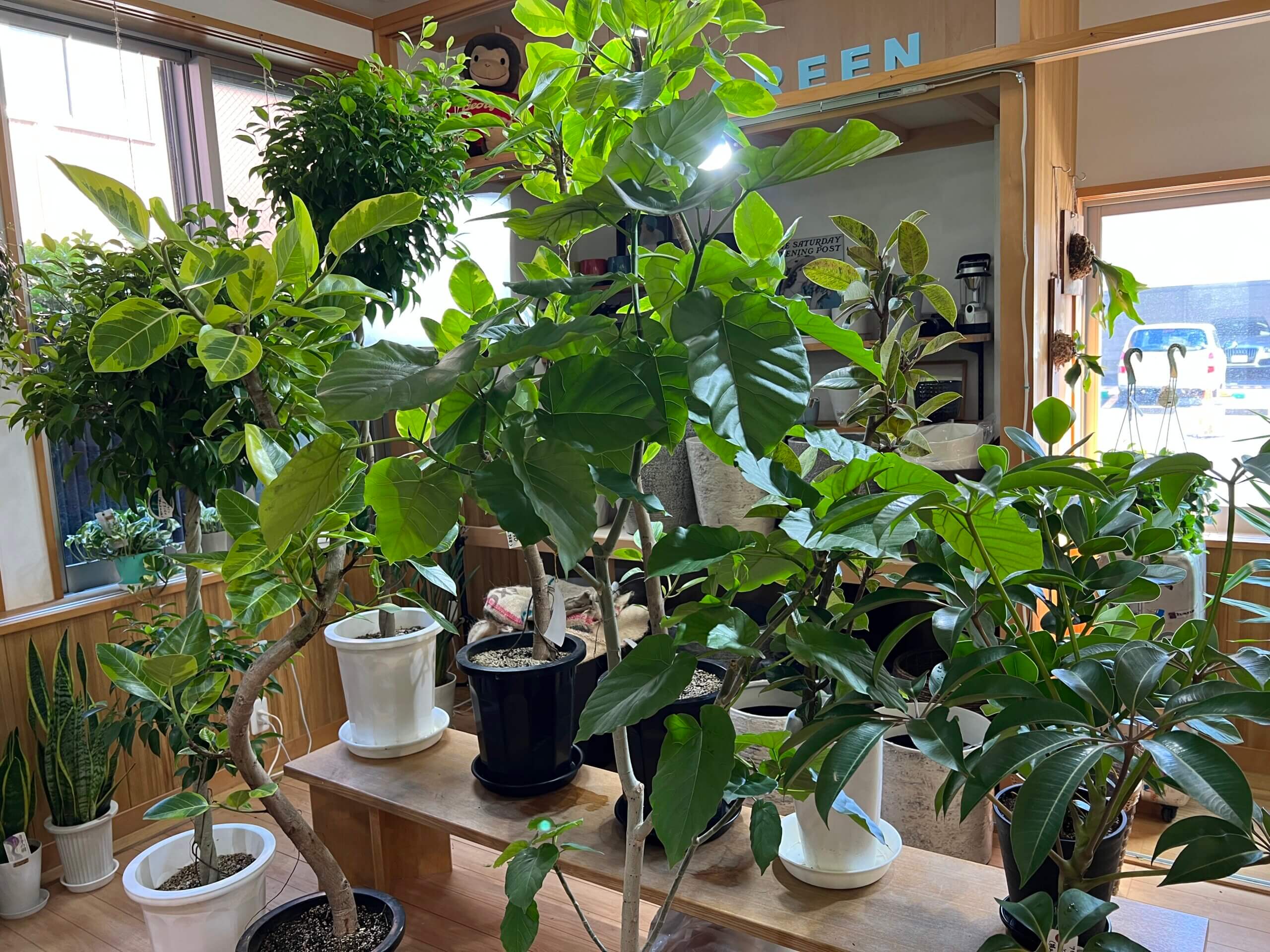 レンタルも可能 深川の身近な観葉植物専門店 Fucas Green フカスグリーン 門前仲町 深川くらし