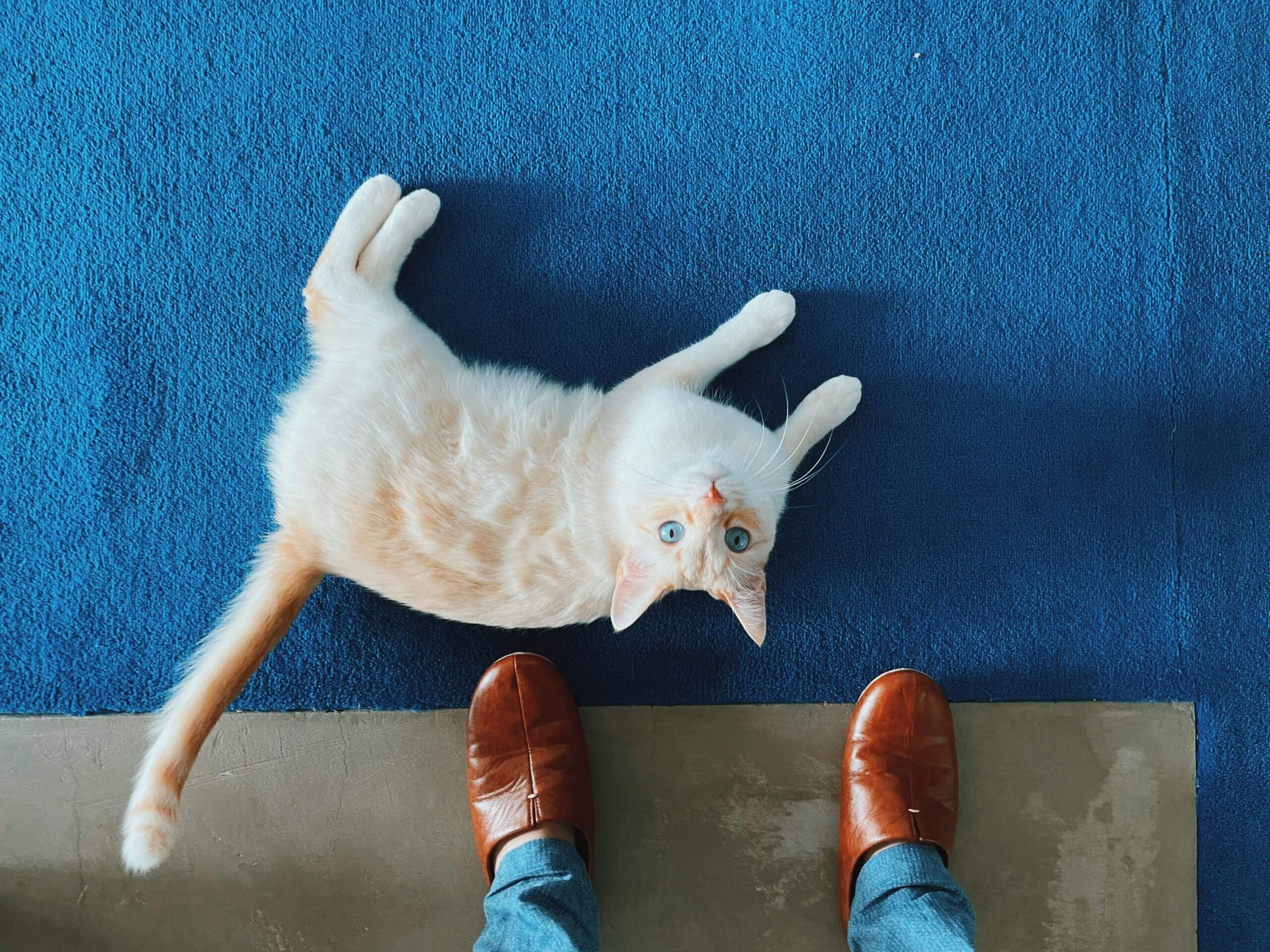 青いカーペットでくつろぐ猫