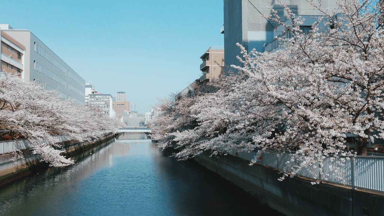 桜並木がきれいな近くの大横川