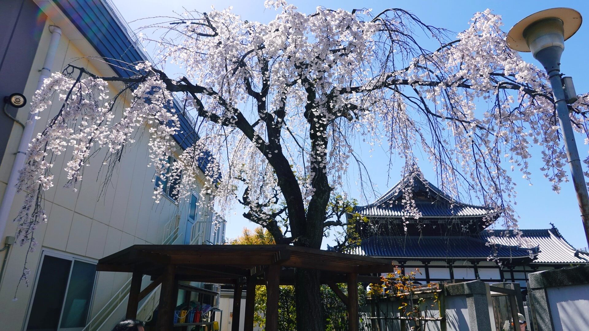 向島、長命寺近くの枝垂れ桜