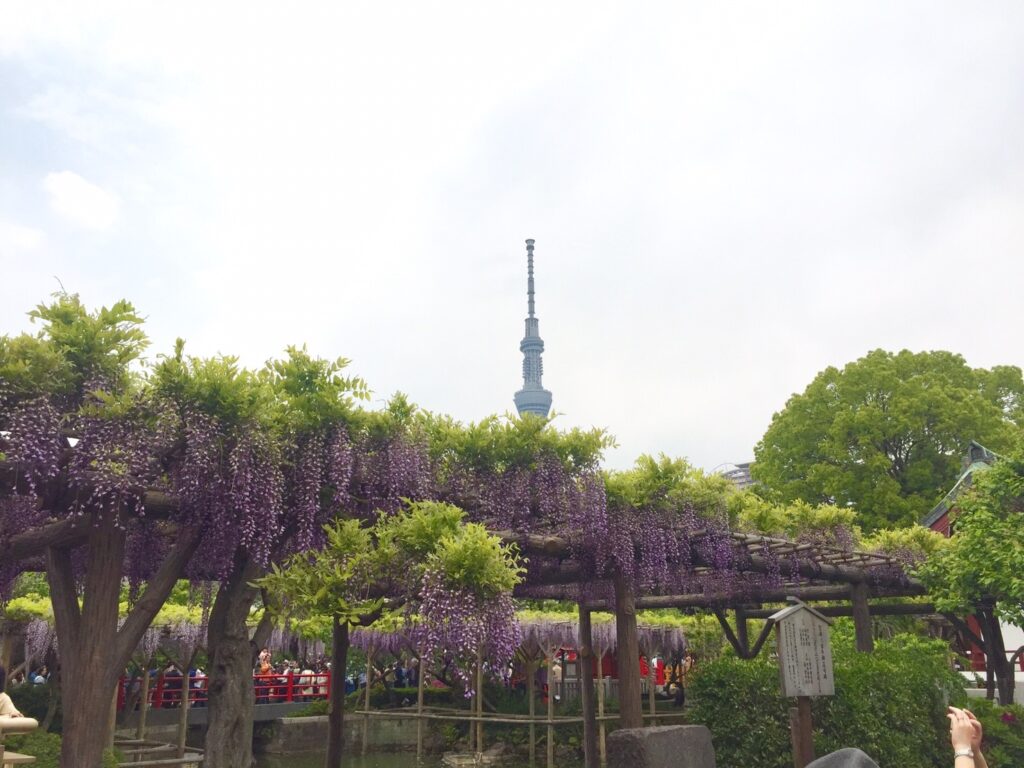 亀戸天神の藤の花